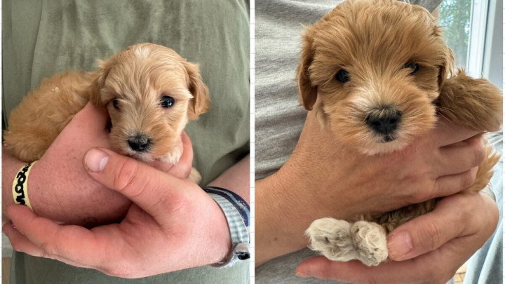 Fünf Wochen alte Hundewelpen auf dem Rastplatz zwischen Werne und Ascheberg ausgesetzt
