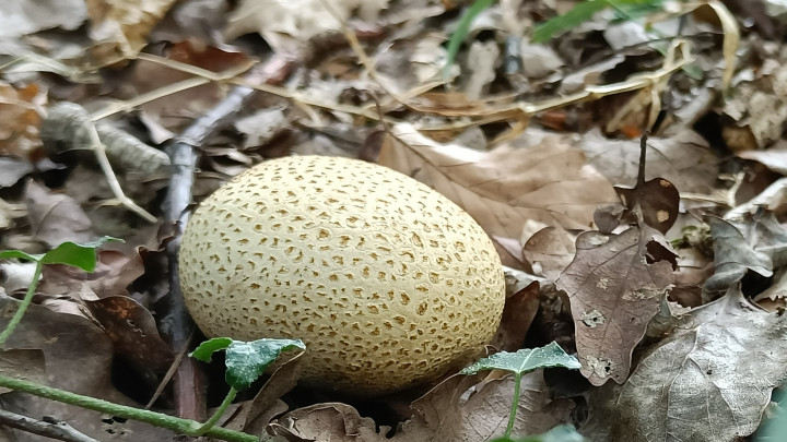 Giftiger Pilz in Kartoffelform