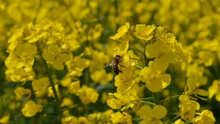 Honigbienen lieben Rapsblüten