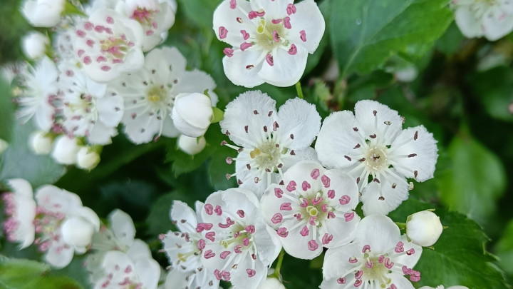 Weißdorn – Insektenfutter und Herzmedizin