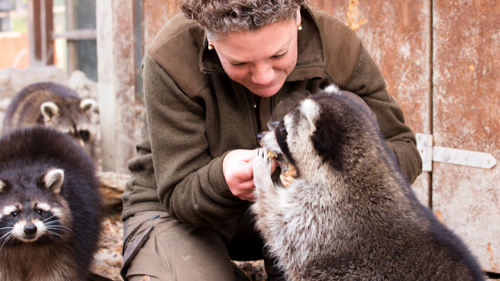 Wildtierstation steht vor dem Aus